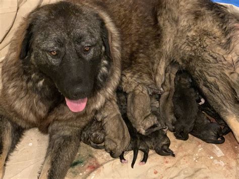 Caucasian Shepherd Puppies For Sale | Salisbury, NC #344034