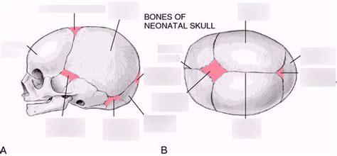 Fetal Skull Anatomy