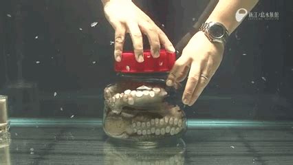 Watch This Octopus Escape From A Closed Jar In Under A Minute Houdini, Ap Art, Science And ...