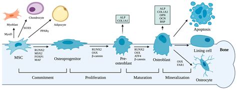 IJMS | Free Full-Text | The Mechanotransduction Signaling Pathways in ...