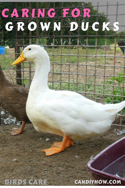 Domestic Birds Care: How to Take Care of My Grown Ducks