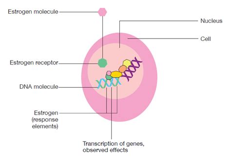 Mechanism of action | Vaginal Infection Treatment | Estragyn