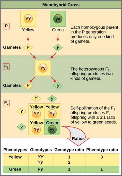 12.2C: The Punnett Square Approach for a Monohybrid Cross - Biology ...