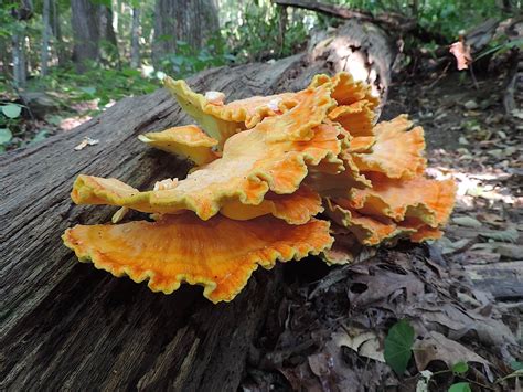 5 Easy-To-Identify Edible Mushrooms For The Beginning Mushroom Hunter | Wild Foodism