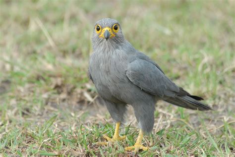 Grey Kestrel (Falco ardosiaceus); classified as least concern (LC); 11 ...