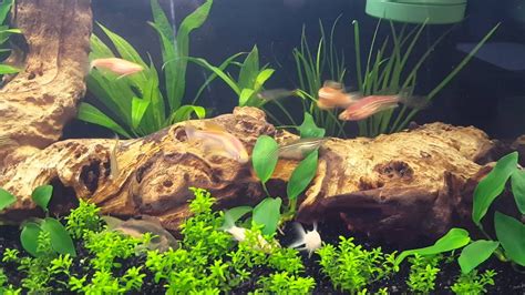 zebra danio breeding behavior - YouTube