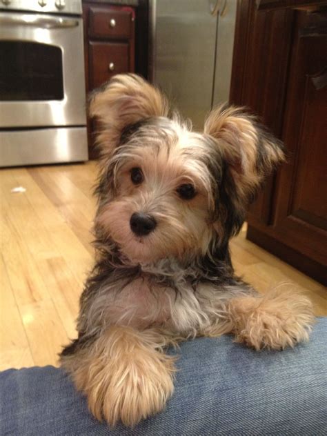 Milo my #morkie #dogs #cute | MORKIES!!! | Pinterest