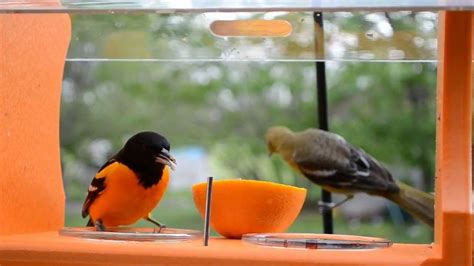 Wild Bird House : Orioles Everywhere Spring 2013 Baltimore Orioles & Female Orchard Oriole - YouTube