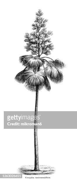 Talipot Palm Photos and Premium High Res Pictures - Getty Images