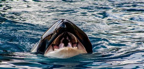 Do Orcas Eat Sharks? - American Oceans