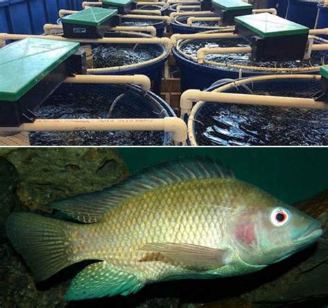 Tilapia RAS Farming (Recirculating Aquaculture System) | Agri Farming