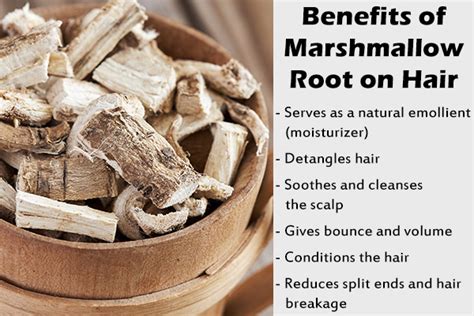 Marshmallow Root for Hair: 6 Benefits & Ways to Use It