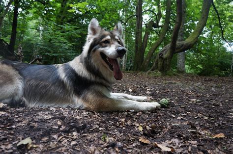 Have you heard of the Utonagan? A 'new' breed that mixes Malamute and ...