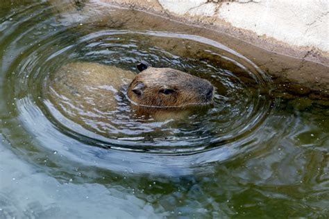 Capybara Appreciation Day | Reid Park Zoo