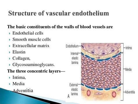 Vascular endothelium