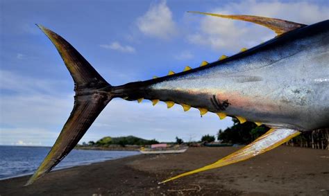 A case study on the management of yellowfin tuna by the Indian Ocean ...