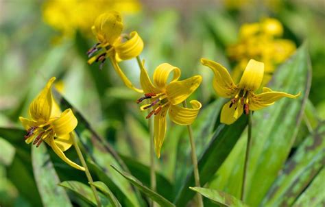 15 Beautiful Wildflowers of Tennessee (and Where to See Them)