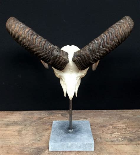 Capital mouflon skull on a stone base | Skulls for sale, Antlers, Skull