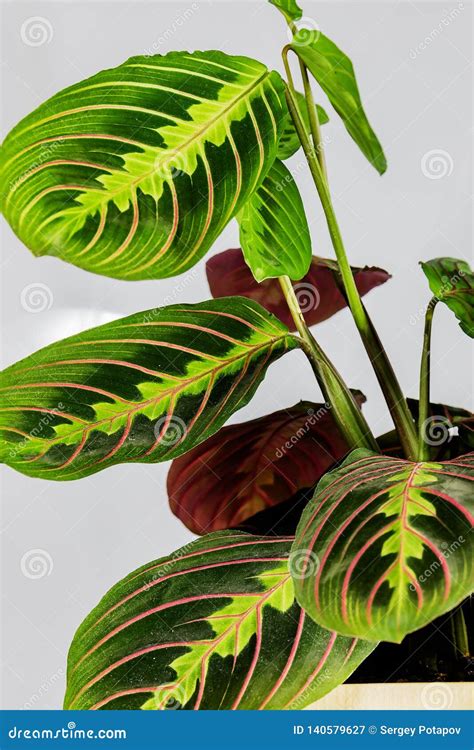 Flowering Plant Maranta in a Pot on a White Background. Stock Illustration - Illustration of ...