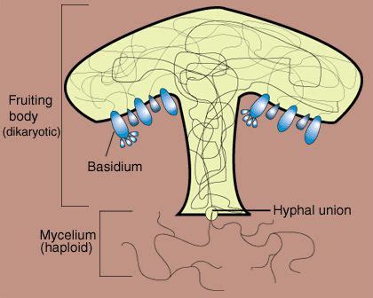 SparkNotes: Fungi: Basidiomycota: The Club Fungi | Fungi, Writing lesson plans, Essay outline