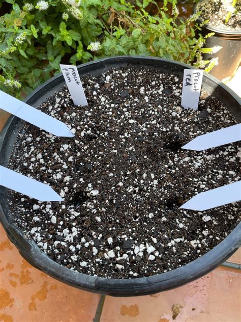 How to Grow Sunflowers in Pots- It’s Super Easy!