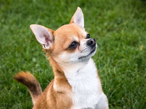 Photo gratuite: Chihuahua, Chien, Chiwawa, Petits - Image gratuite sur Pixabay - 1356687