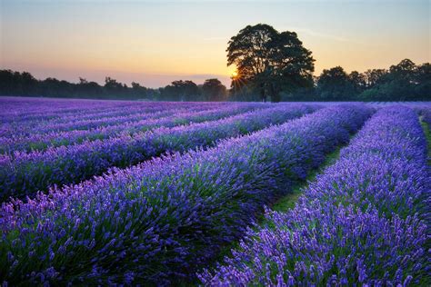 Mayfield lavender farm - Surrey - UK | Mayfield lavender, Lavender farm ...