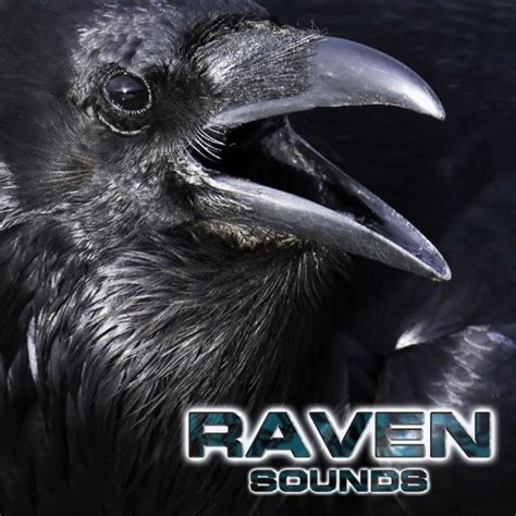 Raven Sounds - song and lyrics by Raven Sounds, National Geographic Animal Sounds, Nature Sounds ...