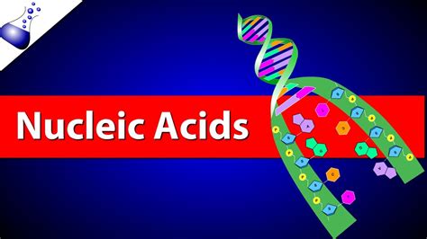 Nucleic Acids - YouTube