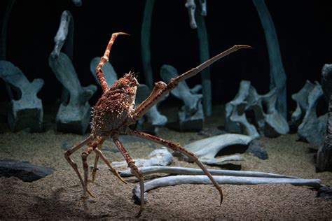 Japanese spider crab wallpaper from the Monterey Bay Aquarium