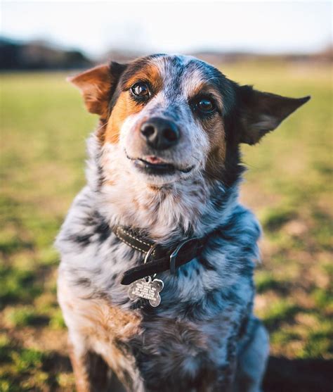 Sookie the 6yr old Cowboy Corgi (Blue Heeler/Corgi mix). Probably the ...