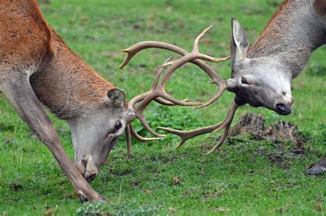 Two male deer fighting stock image. Image of meadow - 33669941