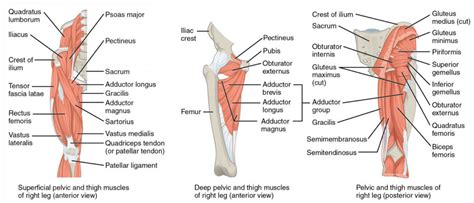 Appendicular Muscles of the Pelvic Girdle and Lower Limbs | Anatomy and Physiology I