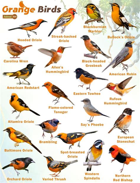 Orange Birds – Facts, List, Pictures