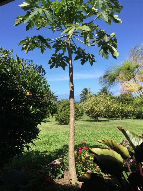 Found a spindly little papaya tree, planted it in my garden, and it's looking good! | Papaya ...