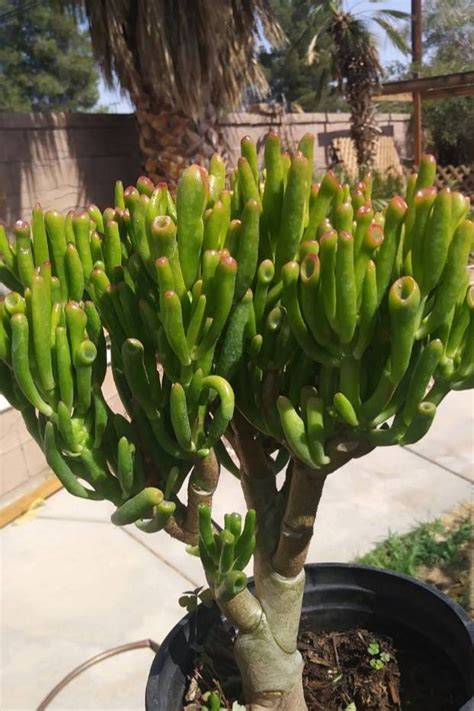 Crassula Ovata Gollum Tree 1 gal.pot Shrek Ears Tree Bonsai - Etsy ...