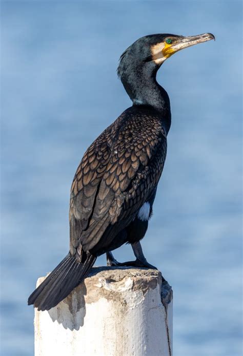 Great Cormorant