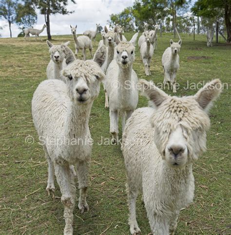 Farm animals and farming in Australia, including unusual livestock