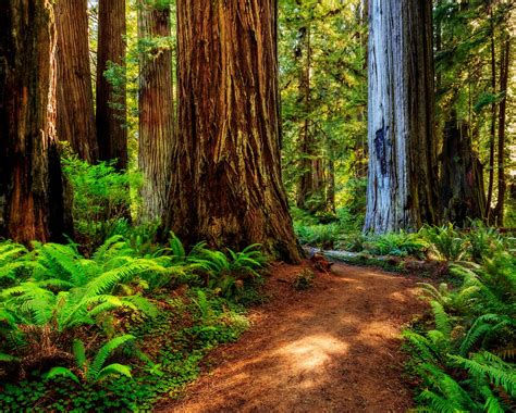 California's Redwood Coast | Lonely Planet's Top US Travel Destinations 2018 | POPSUGAR News Photo 2