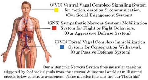 Polyvagal Theory: Trauma as Reptilian Freeze | "Don't Try This at Home"