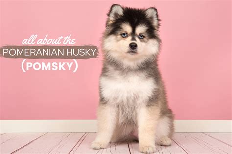 Pomeranian Husky Mix: Pomsky Breed Guide (Price, Pics, Personality ...