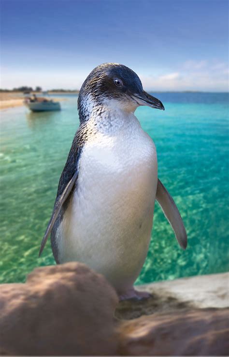 Penguin Island, Perth, Australia | Penguins, Australian animals, Animals beautiful