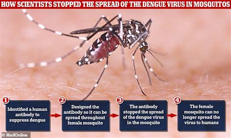 Scientists engineer dengue-resistant mosquitoes - Health News 2 me