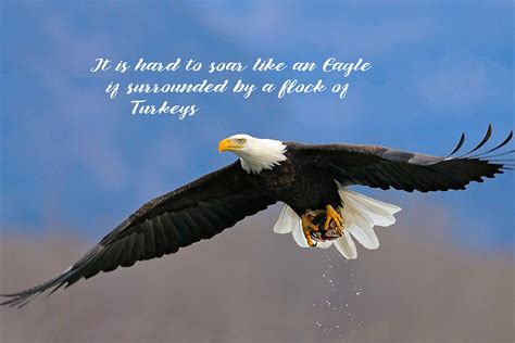 Soar Like an Eagle if you Can Photograph by Elaine Plesser - Pixels