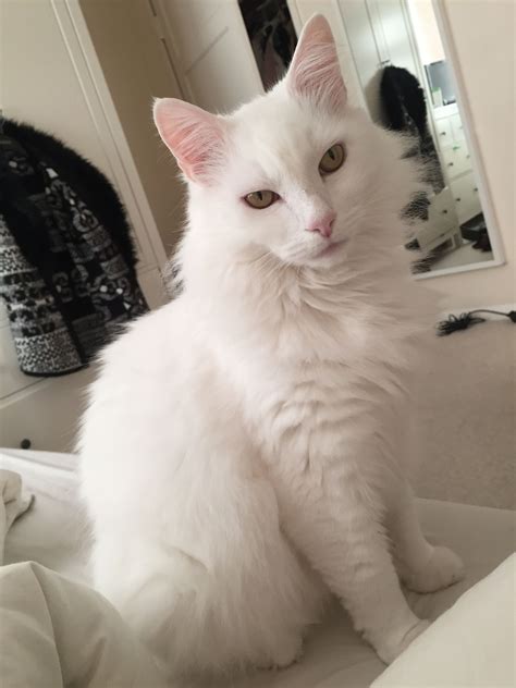 Idea by May Pöysti on Catslover | White cats, Turkish angora cat, Angora cats