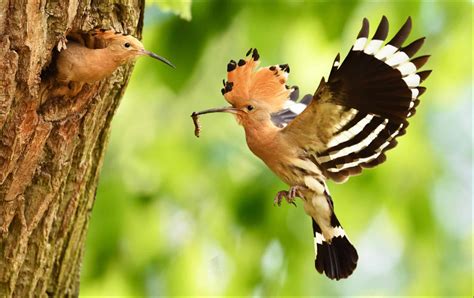 Meet 33 Eurasian Hoopoe Birds: A bird with a luxurious beauty with an extremely attractive crest ...