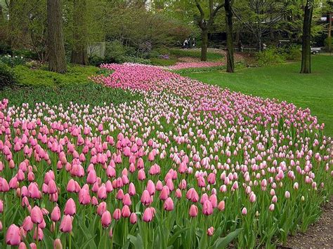 tulips central park | Tulips, What a beautiful world, Plants