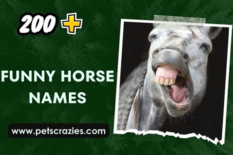 200+ Funny Horse Names (Unbridled Laughter Awaits You)