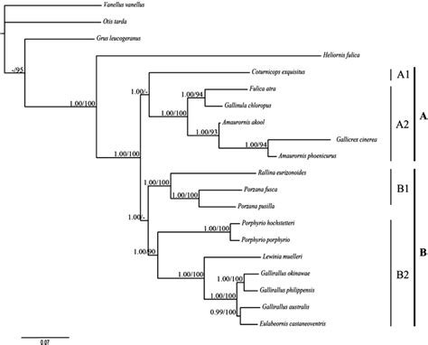 Phylogenetic relationships among 16 Rallidae species and a outgroup... | Download Scientific Diagram