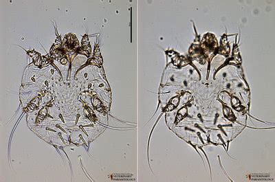 Sarcoptes sp. Mites - MONSTER HUNTER'S GUIDE TO: VETERINARY PARASITOLOGY